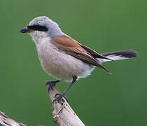 Red-backed Shrike