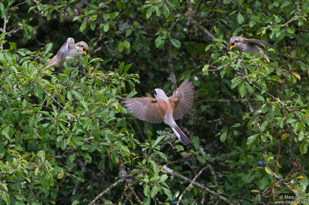 Red-backed Shrike, Flight