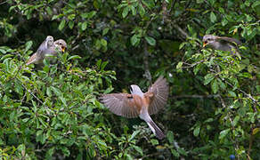 Red-backed Shrike