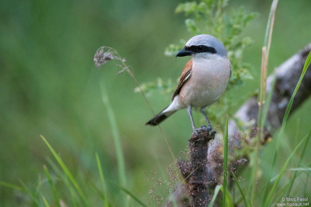 Red-backed Shrike male adult, identification