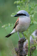 Red-backed Shrike