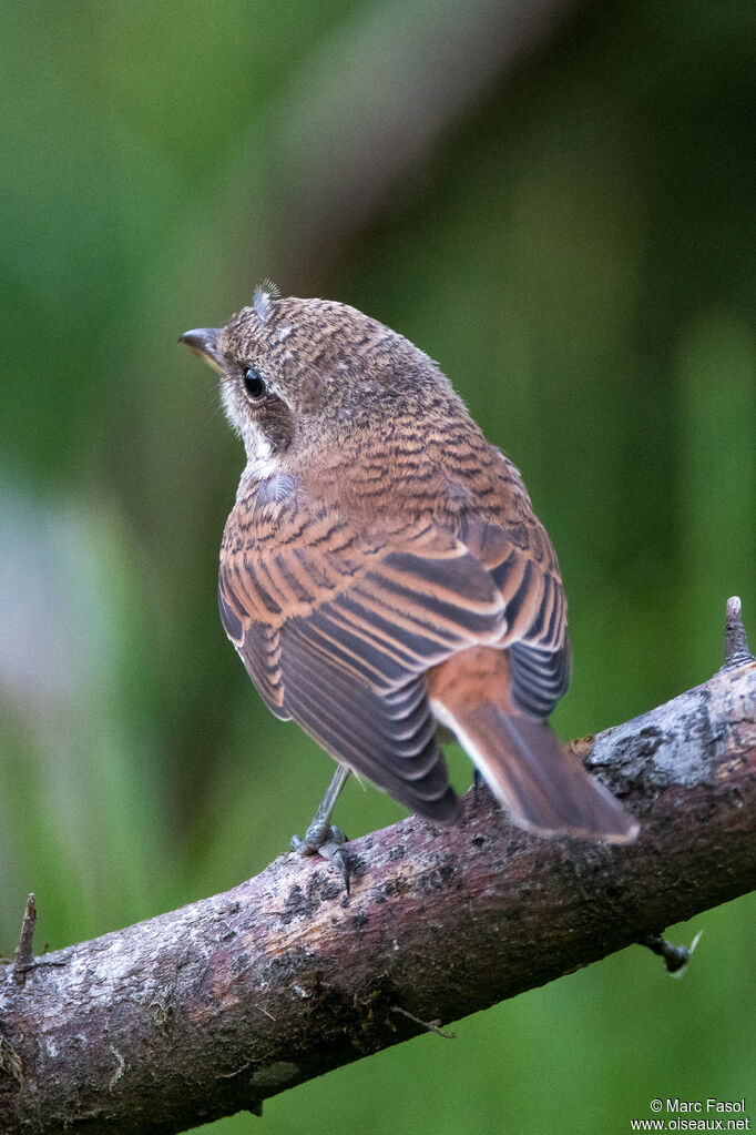 Pie-grièche écorcheurjuvénile, identification