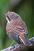 Red-backed Shrike