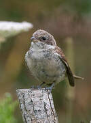 Red-backed Shrike