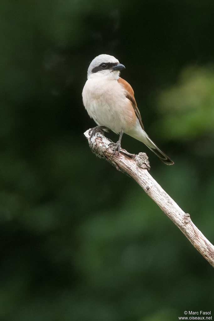 Red-backed Shrike male adult breeding, identification