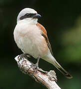 Red-backed Shrike