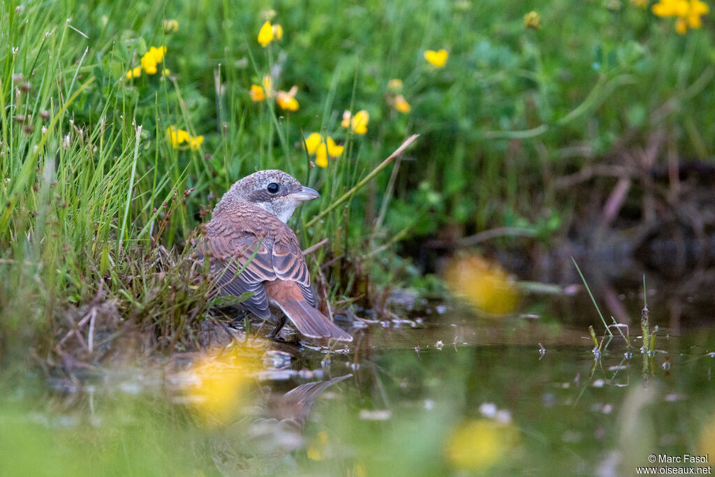 Red-backed Shrikejuvenile, identification, drinks