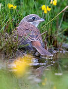 Red-backed Shrike