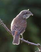 Red-backed Shrike