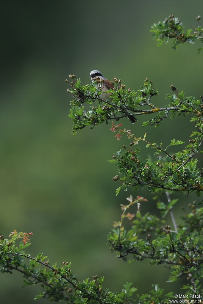 Red-backed Shrike male adult breeding, identification