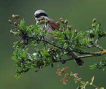 Red-backed Shrike