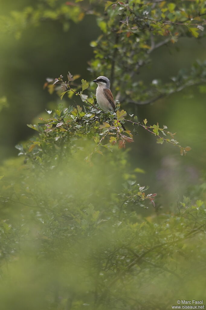 Red-backed Shrike male adult breeding, identification