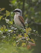 Red-backed Shrike