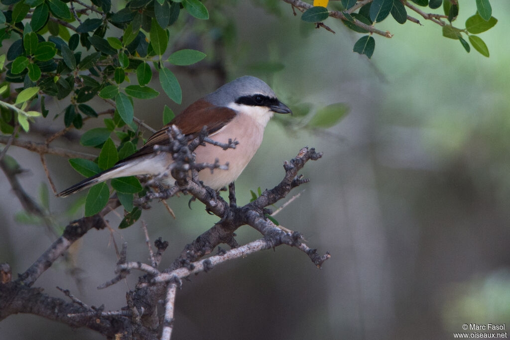 Red-backed Shrike male adult, identification, fishing/hunting