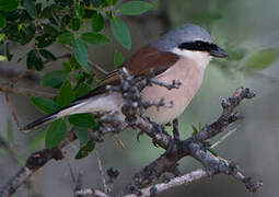 Red-backed Shrike