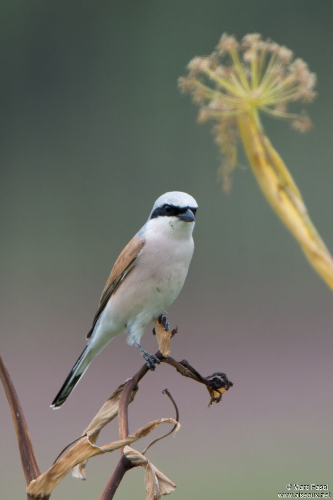 Red-backed Shrike male adult, identification