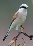 Red-backed Shrike