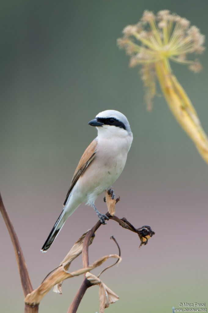 Red-backed Shrike male adult breeding, identification