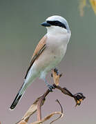 Red-backed Shrike