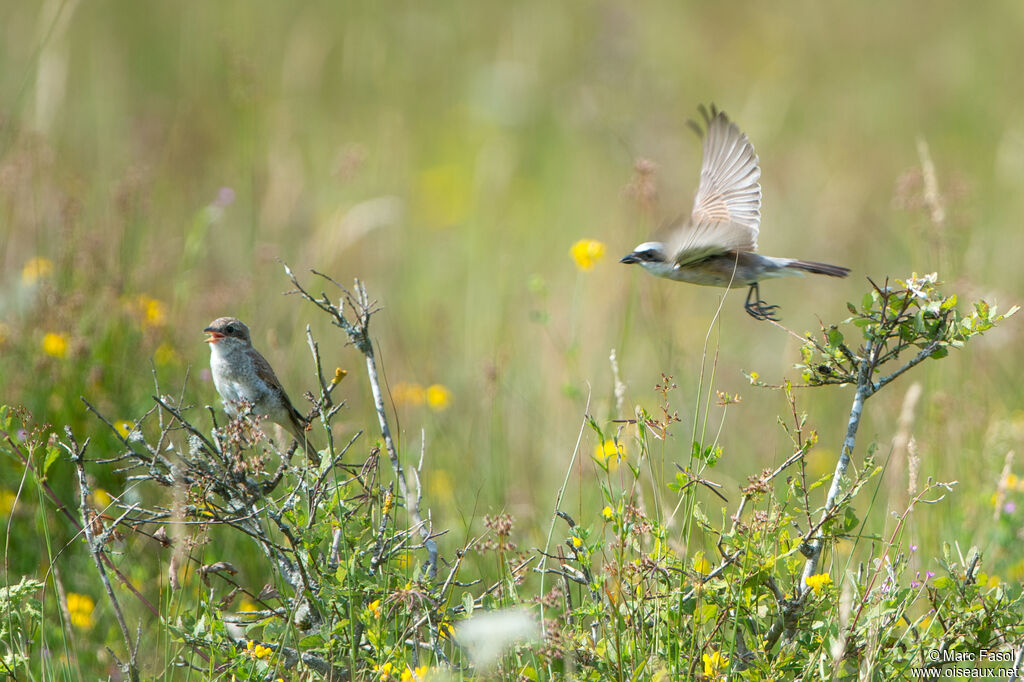 Red-backed Shrike, identification, Reproduction-nesting