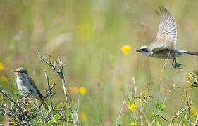 Red-backed Shrike