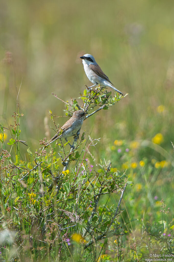 Red-backed Shrike, identification, Reproduction-nesting