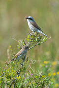 Red-backed Shrike