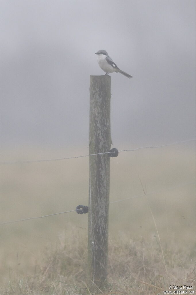 Great Grey Shrikeadult post breeding, identification, Behaviour