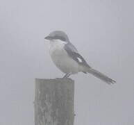 Great Grey Shrike