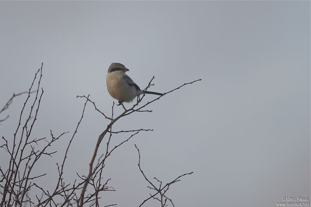 Great Grey Shrikeadult post breeding, identification, Behaviour