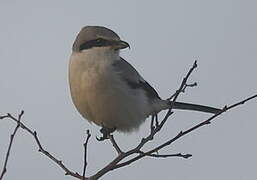 Great Grey Shrike