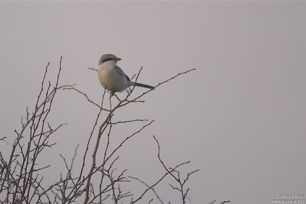 Great Grey Shrike, identification, Behaviour