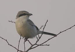 Great Grey Shrike