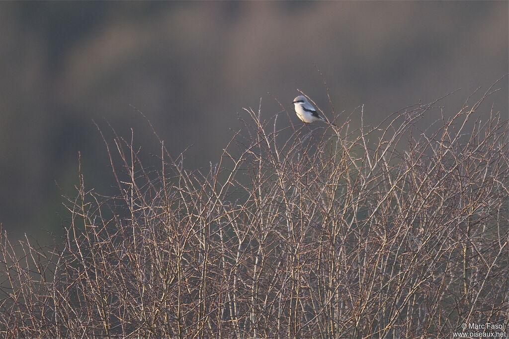 Great Grey Shrikeadult post breeding, identification, Behaviour