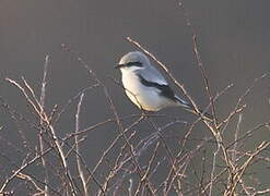 Great Grey Shrike