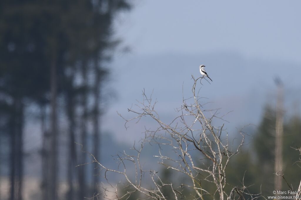 Great Grey Shrike male adult breeding, identification, Behaviour