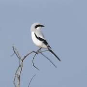 Great Grey Shrike