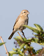 Isabelline Shrike