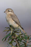 Isabelline Shrike