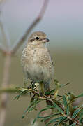 Isabelline Shrike