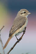 Isabelline Shrike