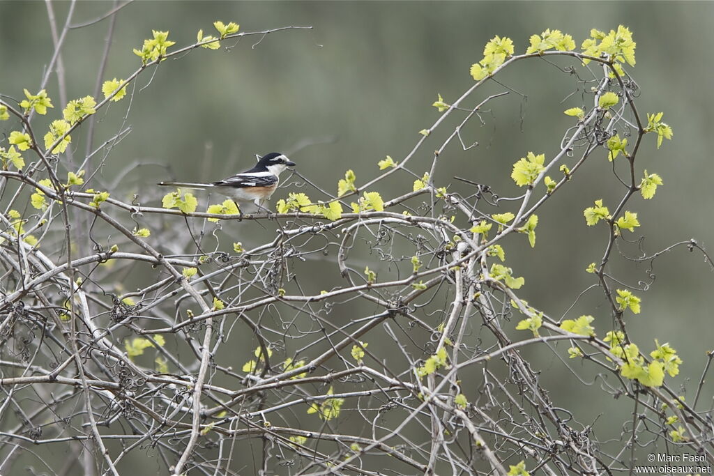 Masked Shrike male adult breeding, identification