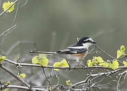 Masked Shrike