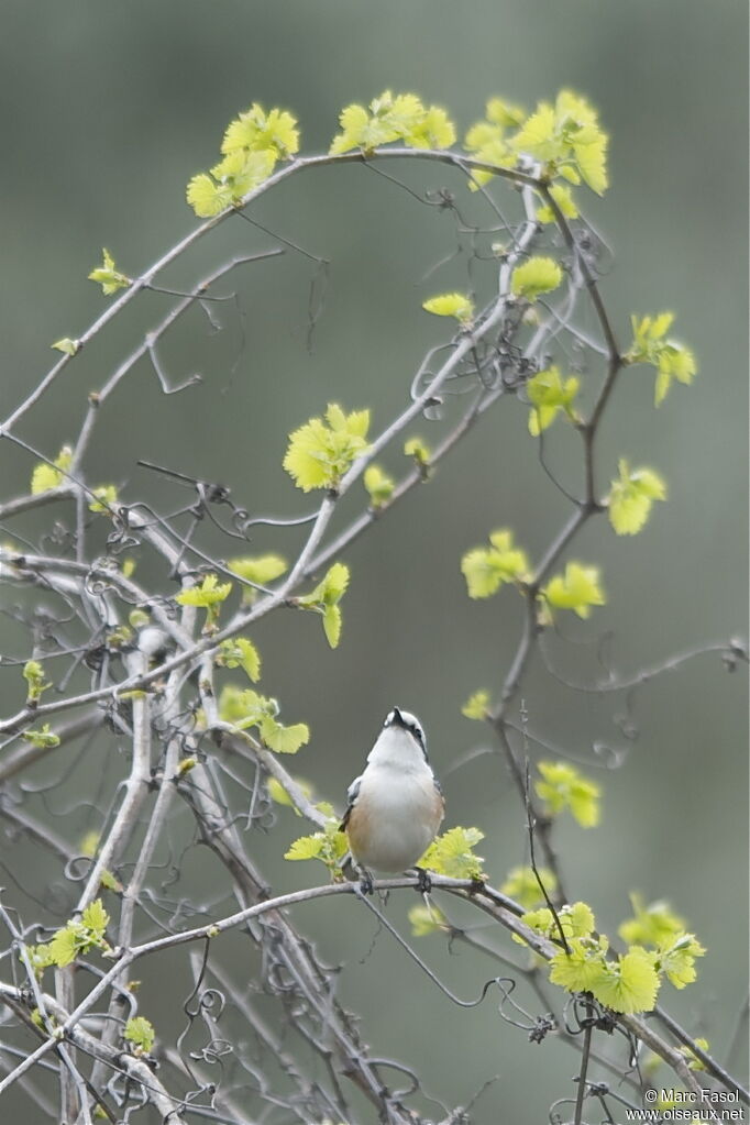 Masked Shrike male adult breeding, identification