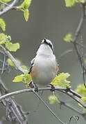 Masked Shrike