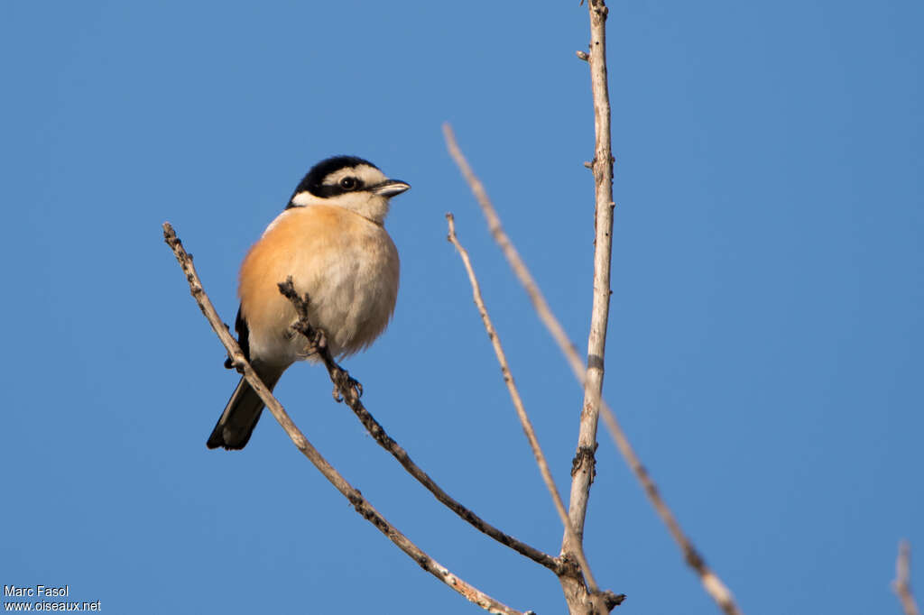 Masked Shrike male adult, pigmentation