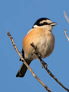 Masked Shrike