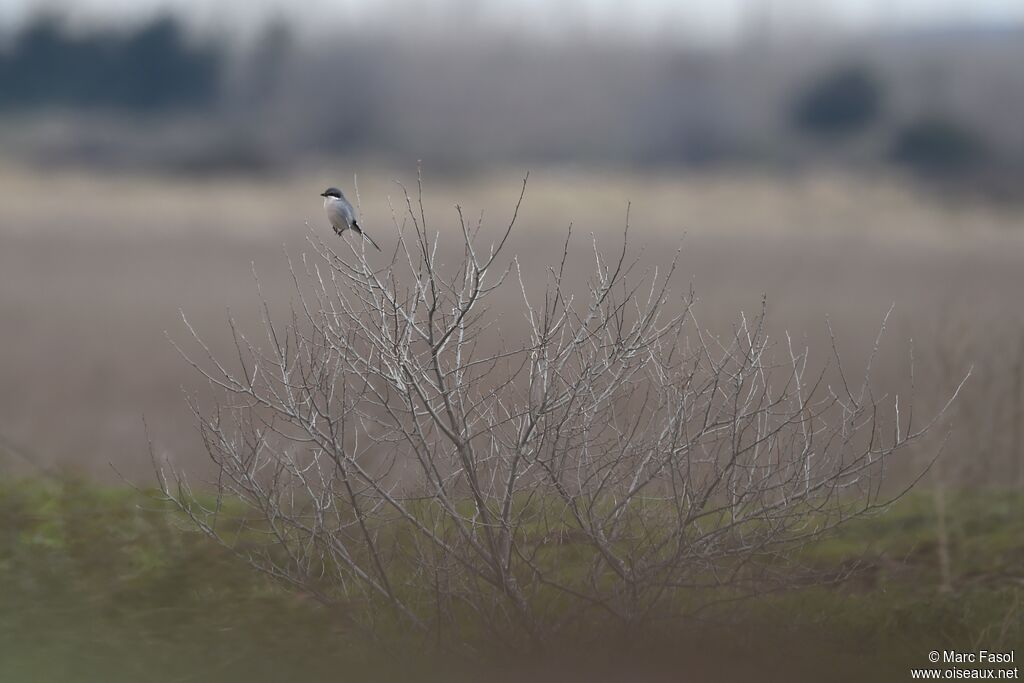 Iberian Grey Shrikeadult post breeding, identification, Behaviour