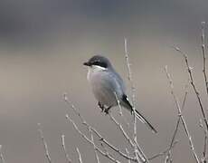 Iberian Grey Shrike