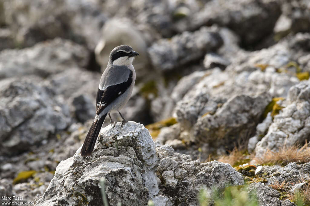 Iberian Grey Shrikeadult breeding, habitat, pigmentation